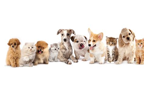 Chien et chat 2025